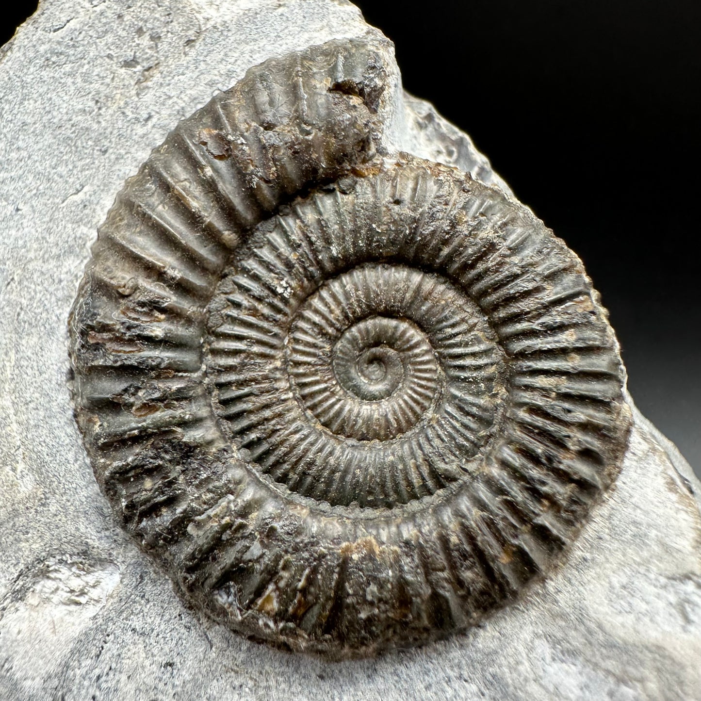 Dactylioceras Ammonite Fossil With Box And Stand - Whitby, North Yorkshire Jurassic Coast Yorkshire Fossils