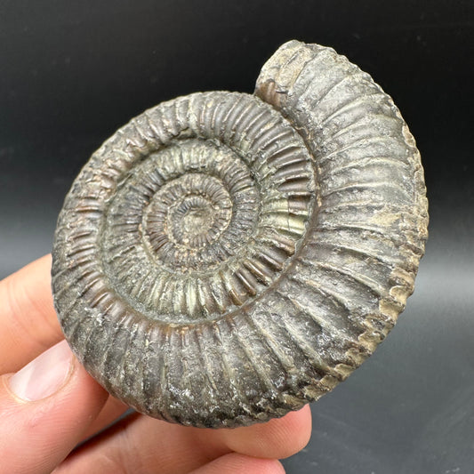 Dactylioceras Ammonite Fossil With box and Stand - Whitby, North Yorkshire Jurassic Coast Yorkshire Fossils