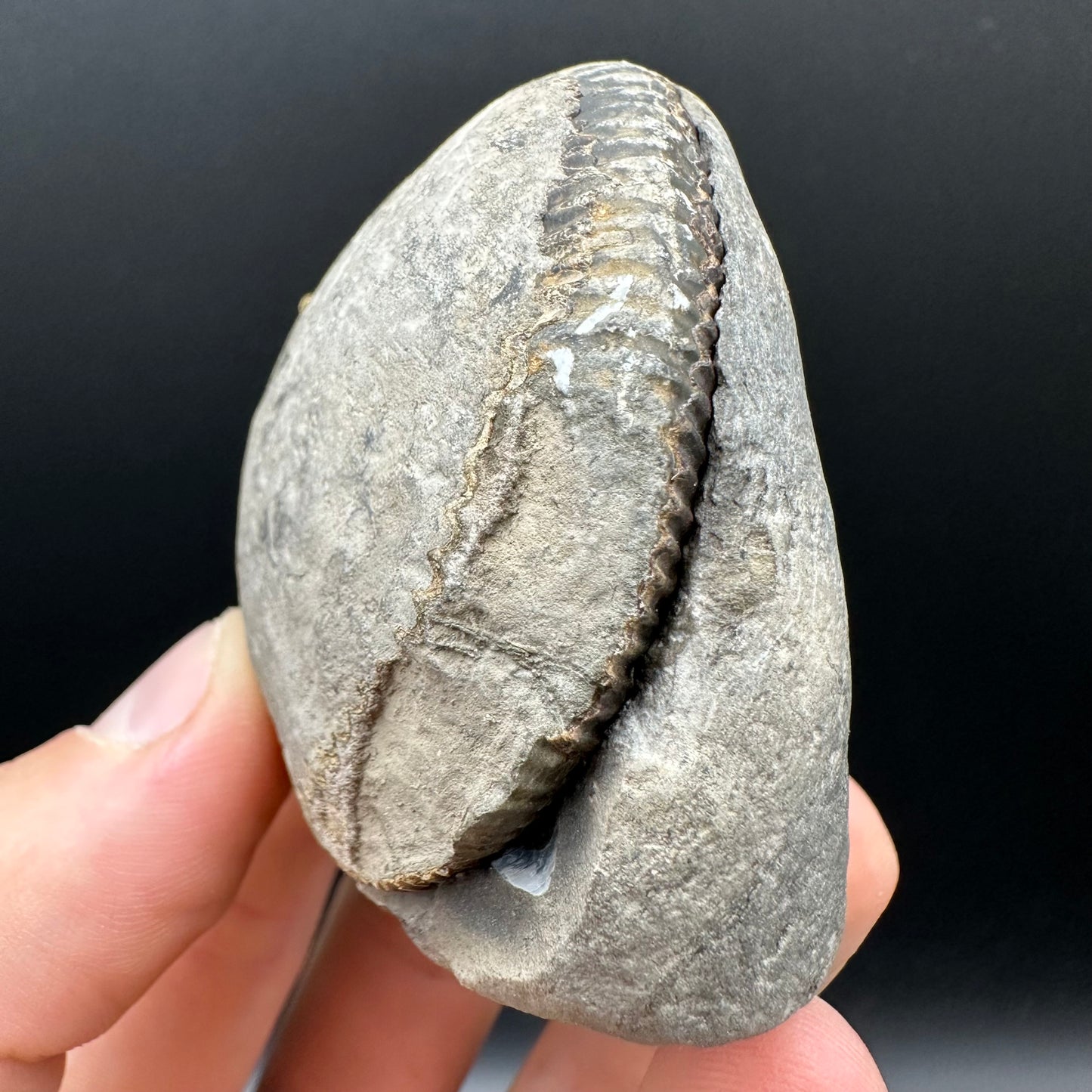 Dactylioceras Ammonite nodule (split pair) Fossil With Box And Stand - Whitby, North Yorkshire Jurassic Coast Yorkshire Fossils