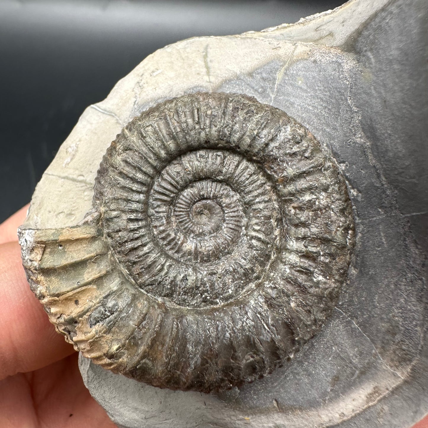 Dactylioceras Multi ammonite fossil with box and stand - Whitby, North Yorkshire Jurassic Coast, Yorkshire Fossils
