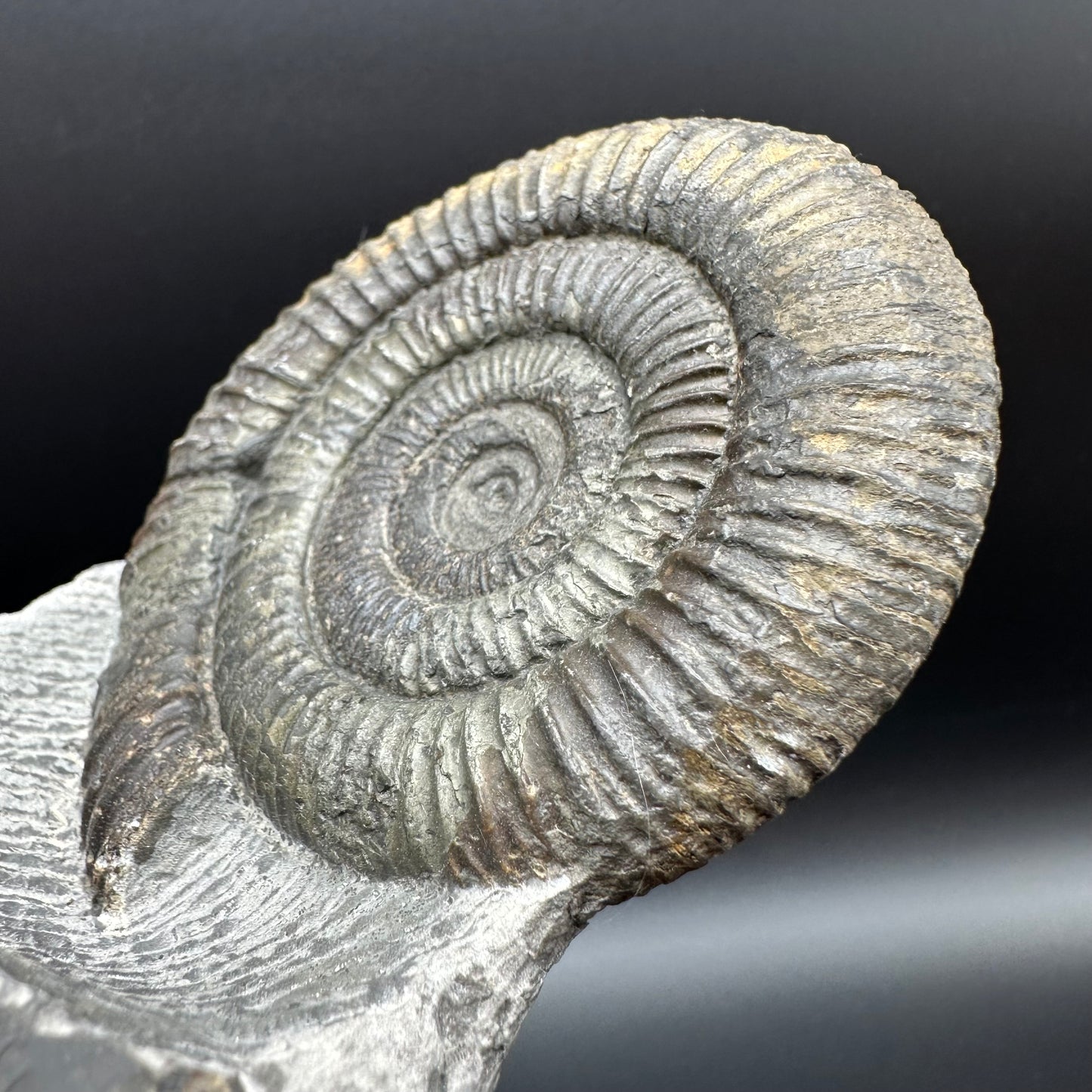 Dactylioceras Ammonite Fossil With Stand - Whitby, North Yorkshire Jurassic Coast Yorkshire Fossils