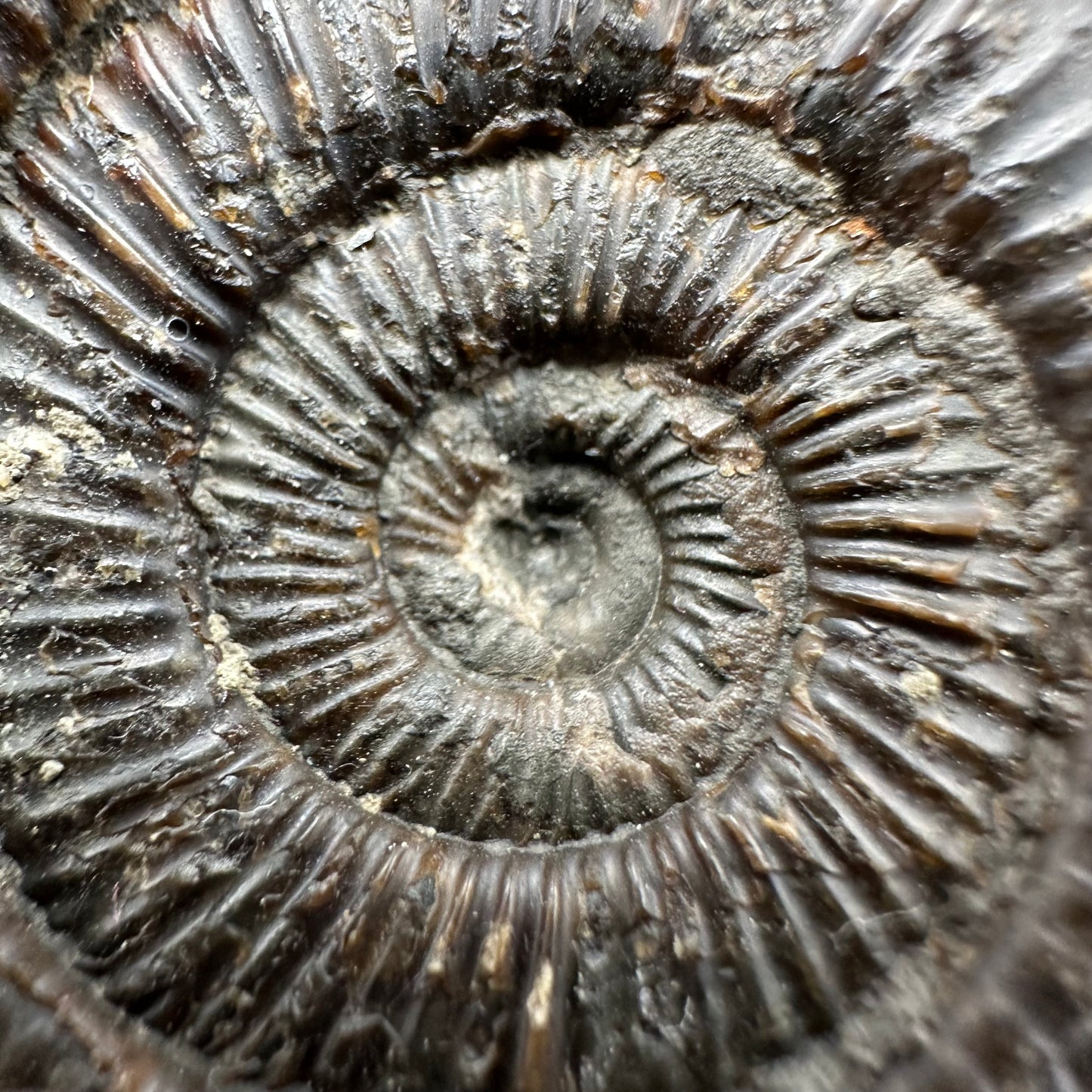 Dactylioceras Ammonite Fossil With Box And Stand - Whitby, North Yorkshire Jurassic Coast Yorkshire Fossils