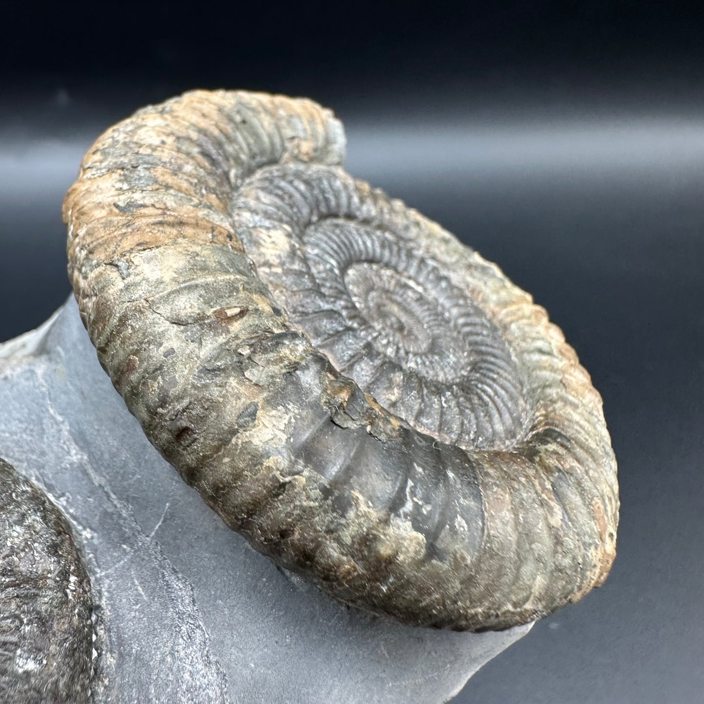 Dactylioceras Multi ammonite fossil with box and stand - Whitby, North Yorkshire Jurassic Coast, Yorkshire Fossils