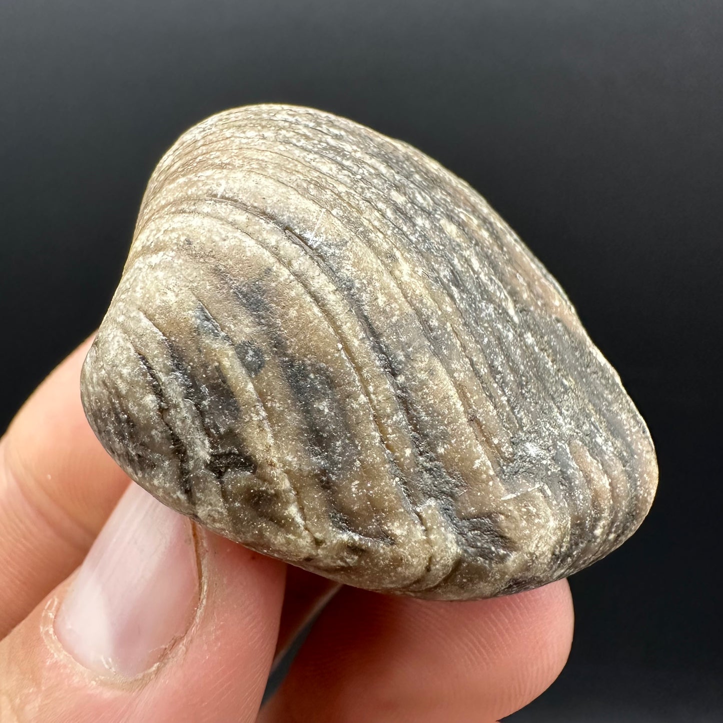 Shell fossil with box and stand - Whitby, North Yorkshire, Jurassic Coast, Yorkshire Fossils