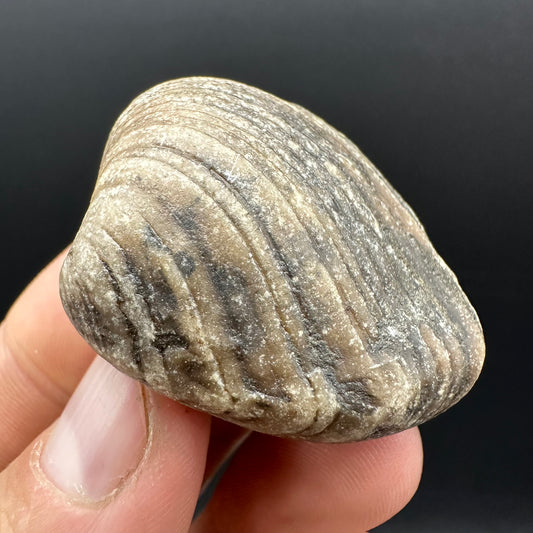 Shell fossil with box and stand - Whitby, North Yorkshire, Jurassic Coast, Yorkshire Fossils