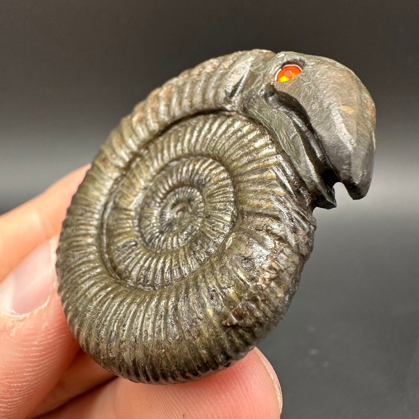 Snakestone Ammonite Fossil With Bag/Box And Stand - Whitby, North Yorkshire Jurassic Coast Yorkshire Fossils