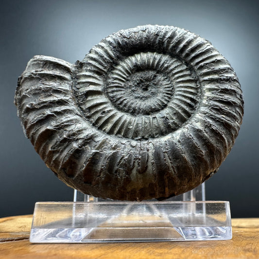 Dactylioceras Ammonite Fossil With box and Stand - Whitby, North Yorkshire Jurassic Coast Yorkshire Fossils