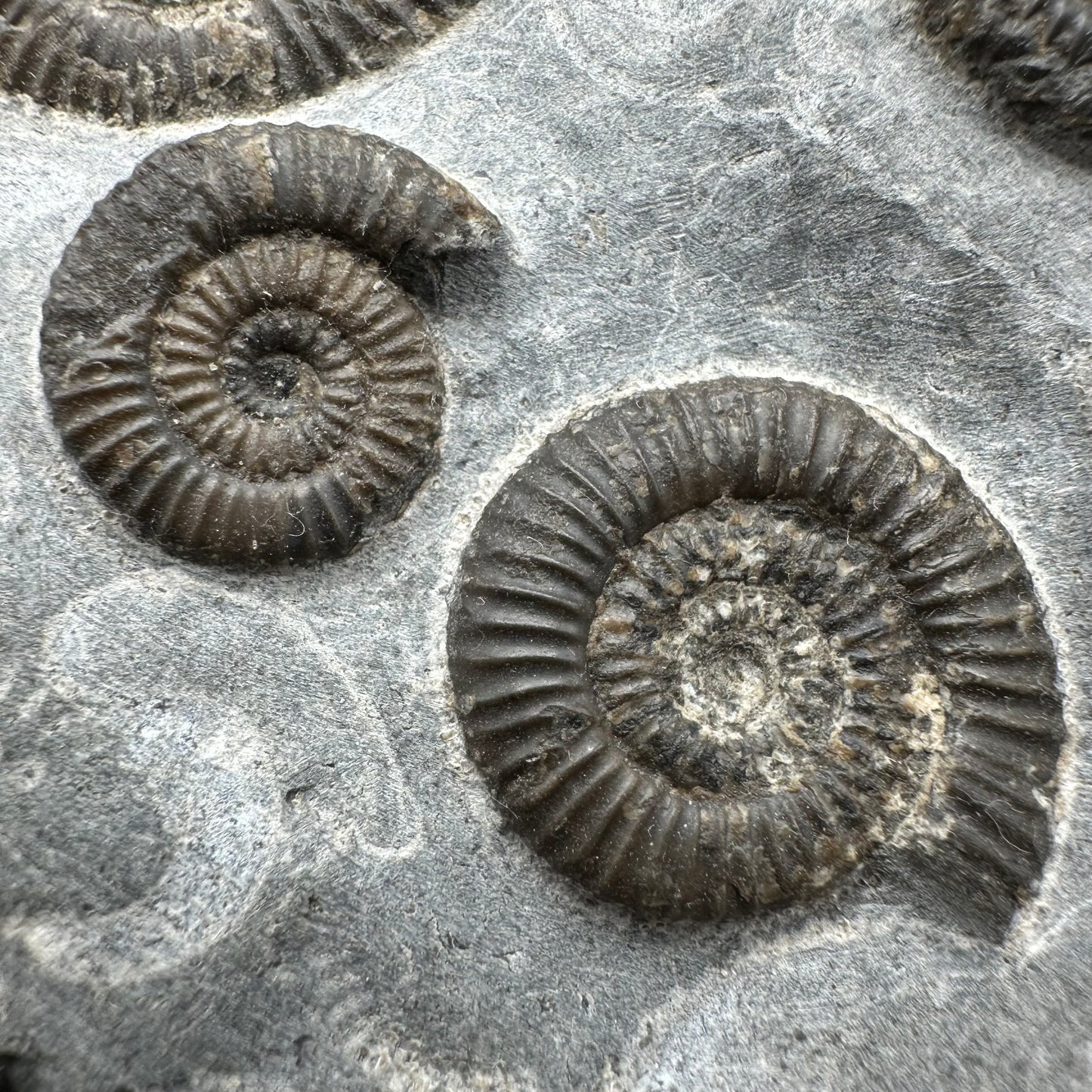 Gracile Multi-block Ammonite Fossil With Box And Stand - Whitby, North Yorkshire Jurassic Coast Yorkshire Fossils