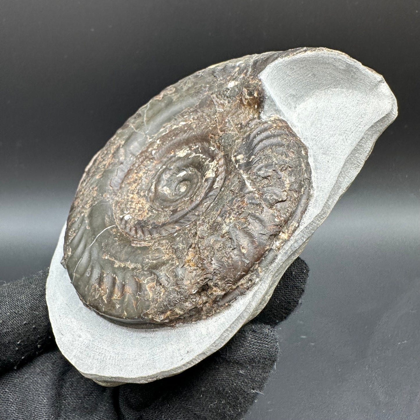 Hildoceras Bifrons Ammonite fossil with box and stand - Whitby, North Yorkshire Jurassic Coast, Yorkshire Fossils from the Jurassic Coast