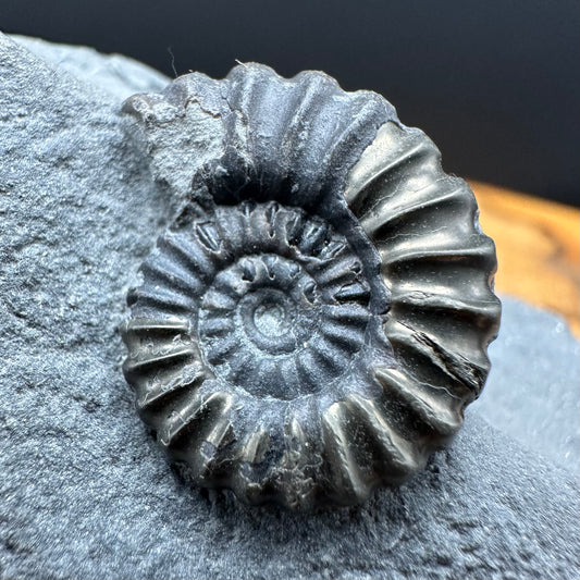 Promicroceras ammonite shell fossil with box and stand - Whitby, North Yorkshire Jurassic Coast Yorkshire Fossils