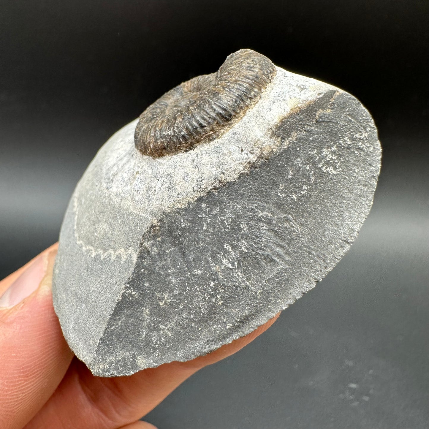 Dactylioceras Ammonite Fossil With Box And Stand - Whitby, North Yorkshire Jurassic Coast Yorkshire Fossils
