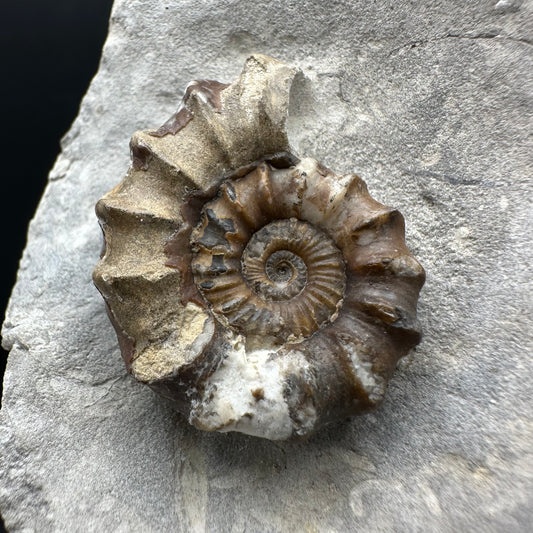 Oistoceras figulinum ammonite fossil with box and stand - Whitby, North Yorkshire Jurassic Coast Yorkshire Fossils