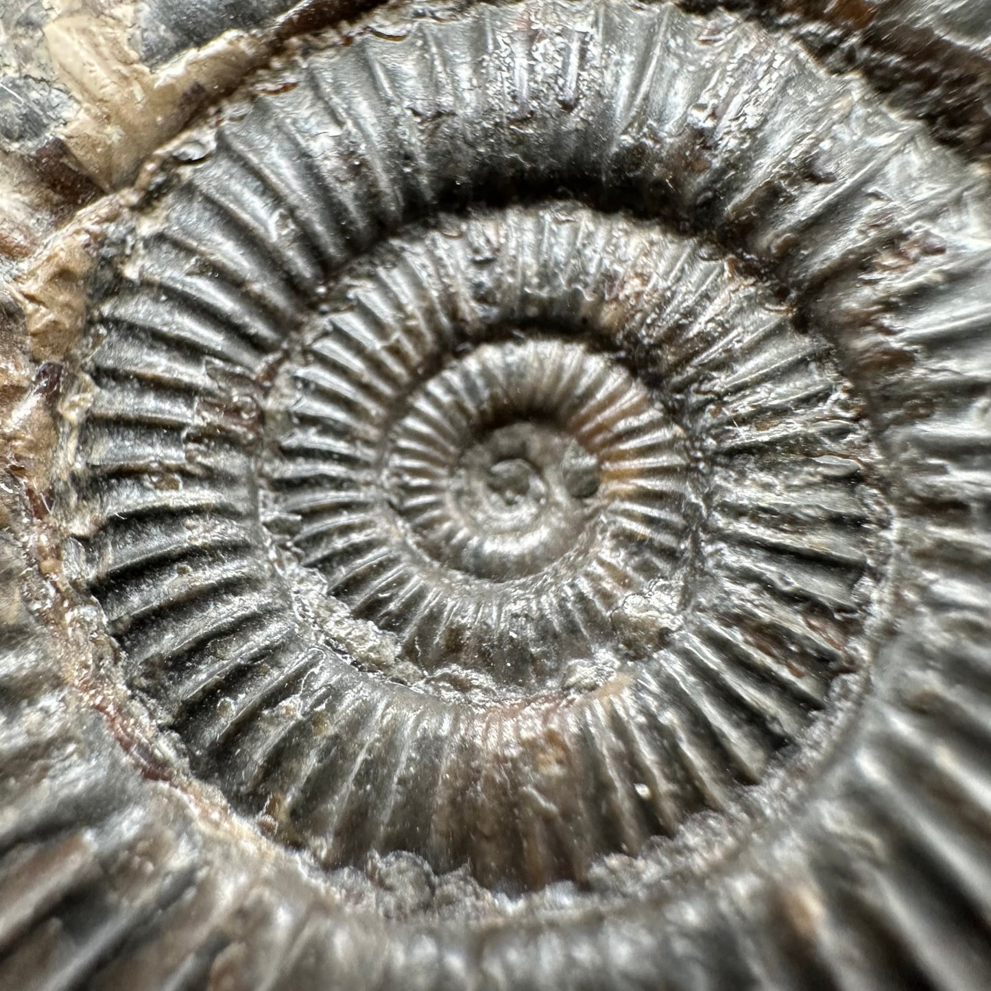 Dactylioceras Ammonite Fossil With Box And Stand - Whitby, North Yorkshire Jurassic Coast Yorkshire Fossils