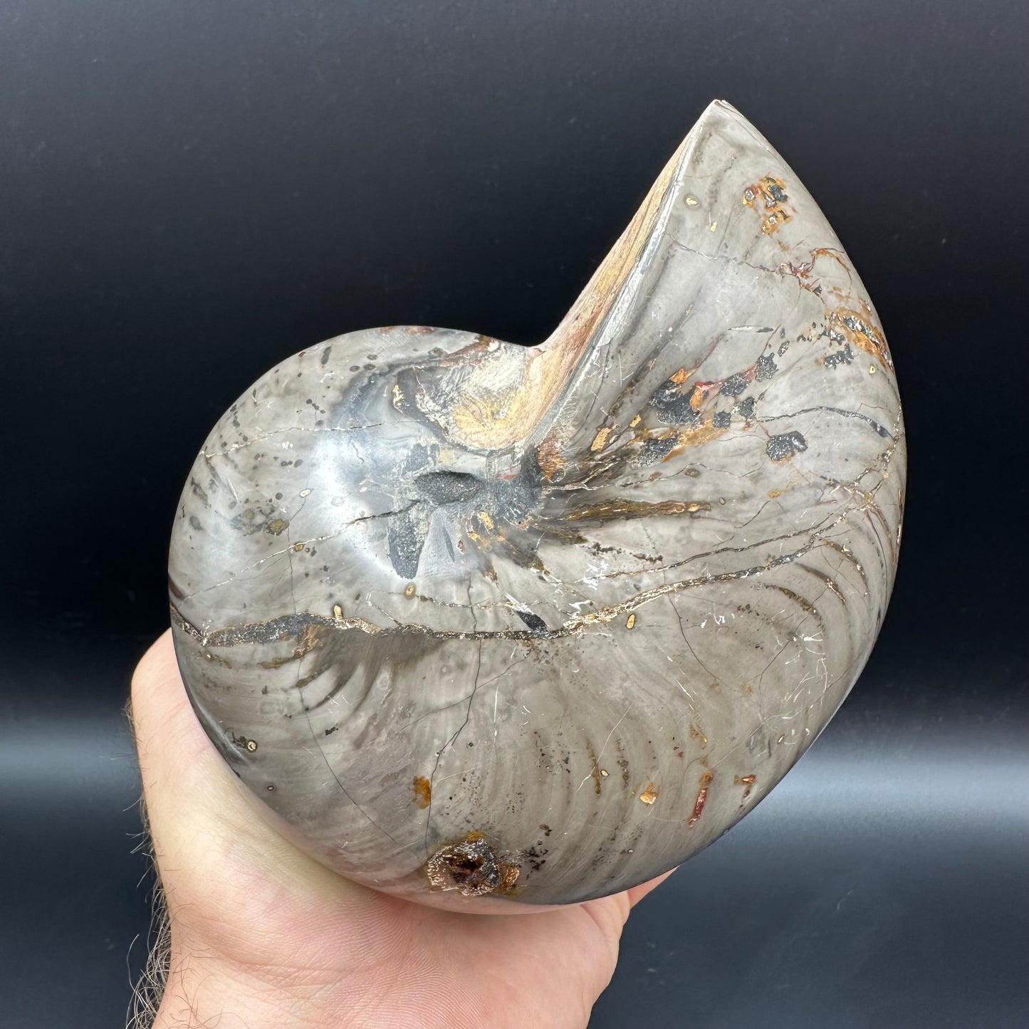 Cenoceras Nautilus Fossil With Stand - Middle Cretaceous Madagascar