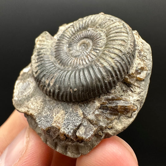 Dactylioceras Ammonite Fossil Gift Set - Whitby, North Yorkshire Jurassic Coast Yorkshire Fossils