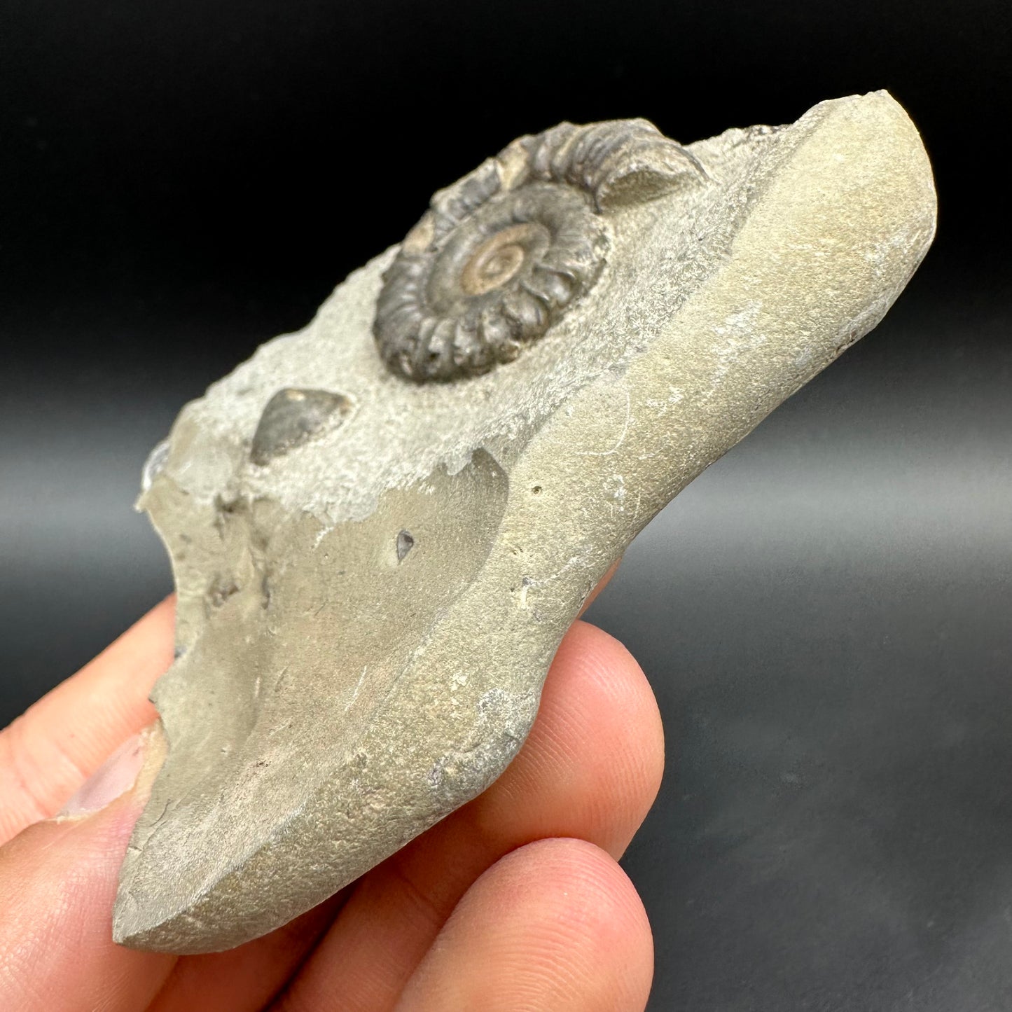 Arnioceras ammonite shell fossil with box and stand - Whitby, North Yorkshire Jurassic Coast Yorkshire Fossils