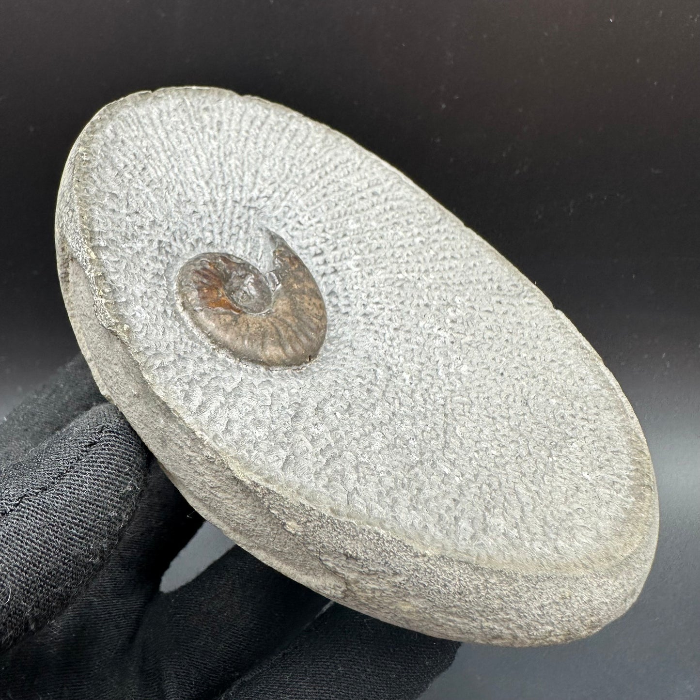 Eleganticeras Elegantulum ammonite fossil with box and stand - Whitby, North Yorkshire Jurassic Coast, Yorkshire Fossils