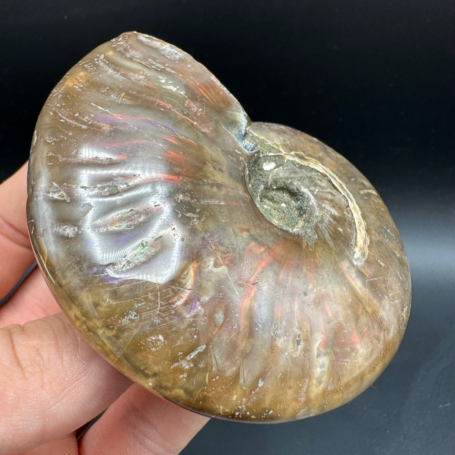 Cleoniceras Ammonite Fossil With Box And Stand - Cretaceous Ammonite Madagascar