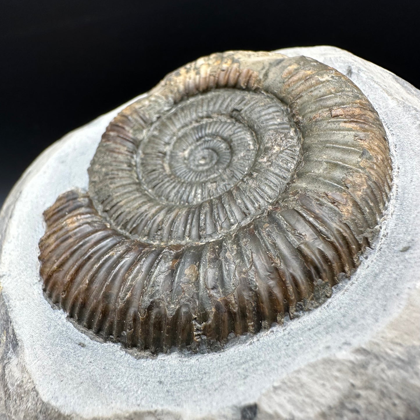 Dactylioceras Ammonite Fossil With box and Stand - Whitby, North Yorkshire Jurassic Coast Yorkshire Fossils