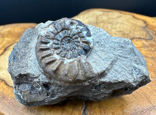 Amaltheus subnodosus Ammonite fossil with stand - Whitby, North Yorkshire Jurassic Coast Yorkshire Fossils