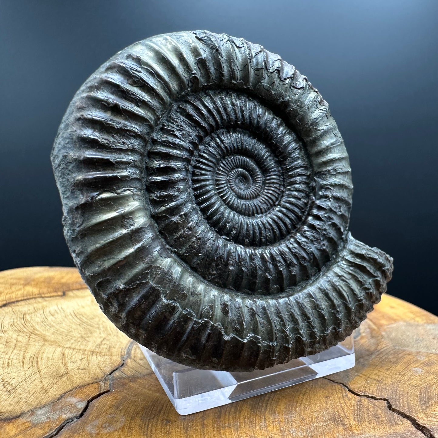 Dactylioceras Ammonite Fossil With box and Stand - Whitby, North Yorkshire Jurassic Coast Yorkshire Fossils