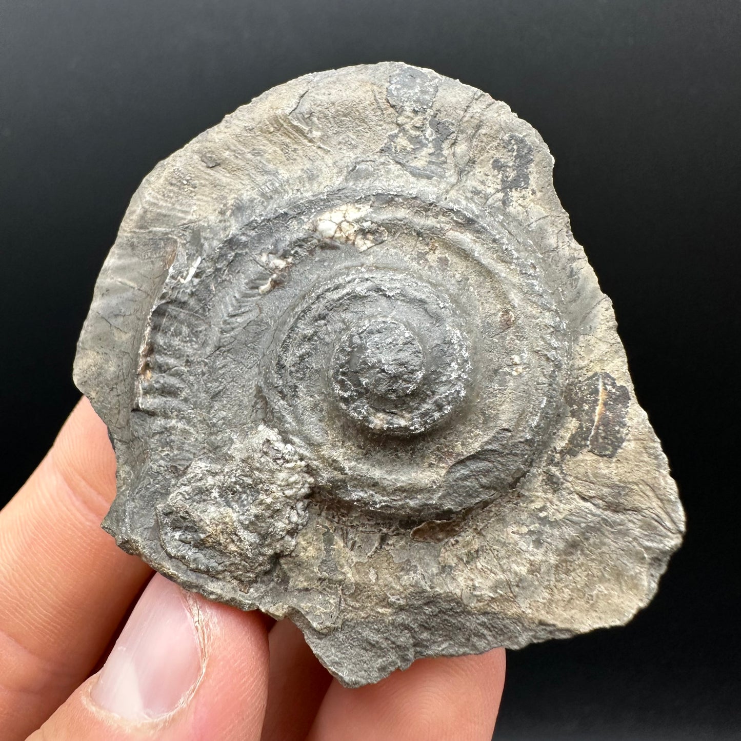 Hildoceras bifrons Ammonite Nodule (split pair) Fossil With Box And Stand - Whitby, North Yorkshire Jurassic Coast Yorkshire Fossils