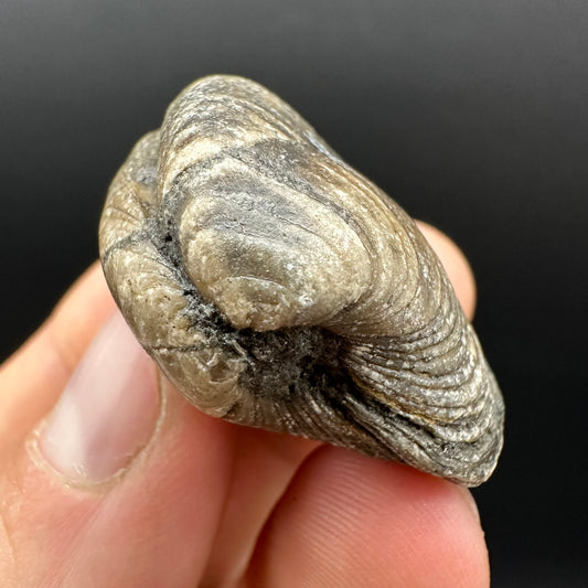 Shell fossil with box and stand - Whitby, North Yorkshire, Jurassic Coast, Yorkshire Fossils