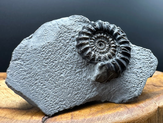 Gagaticeras Ammonite fossil with box and stand - Whitby, North Yorkshire Jurassic Coast Yorkshire Fossils