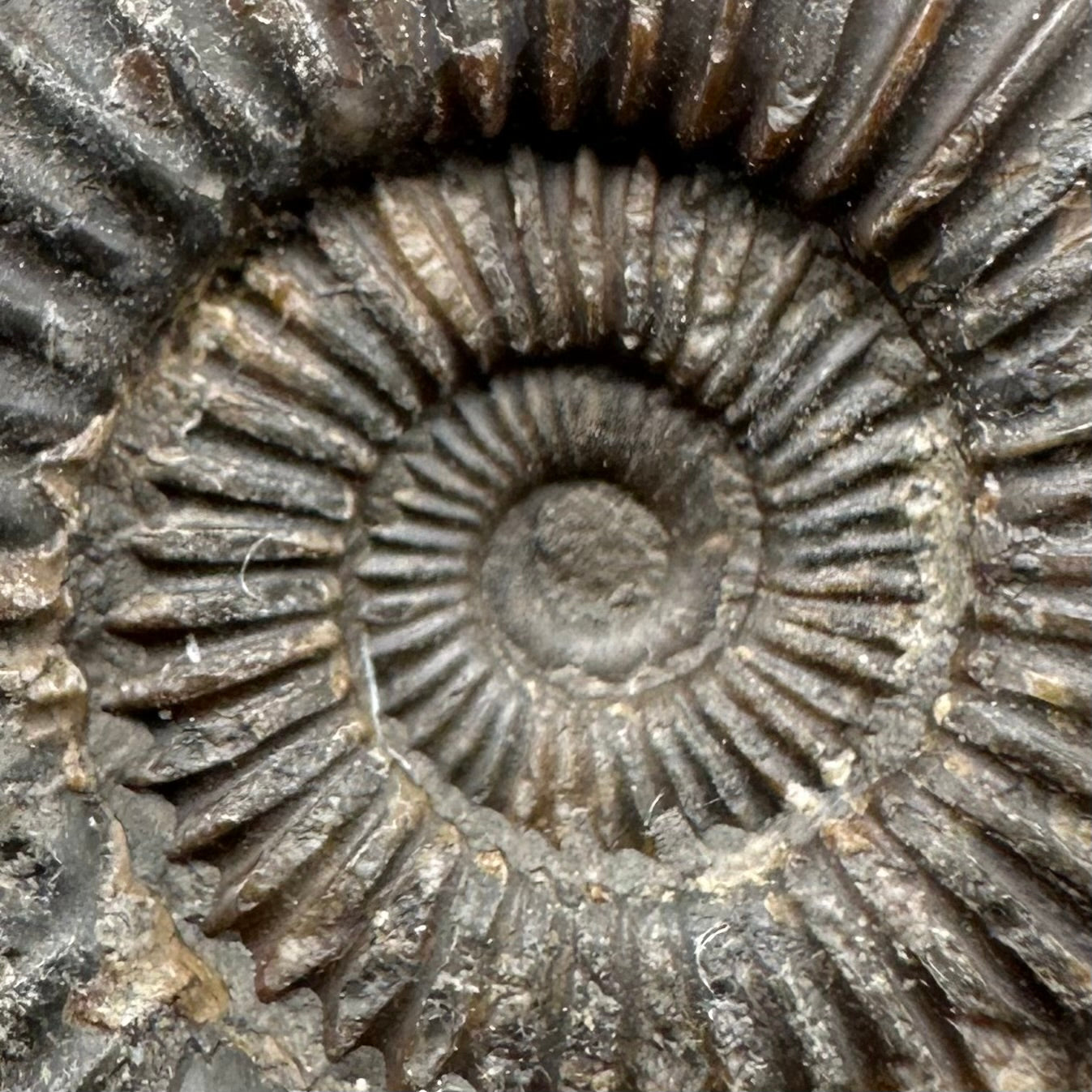 Dactylioceras Ammonite Fossil With Box And Stand - Whitby, North Yorkshire Jurassic Coast Yorkshire Fossils