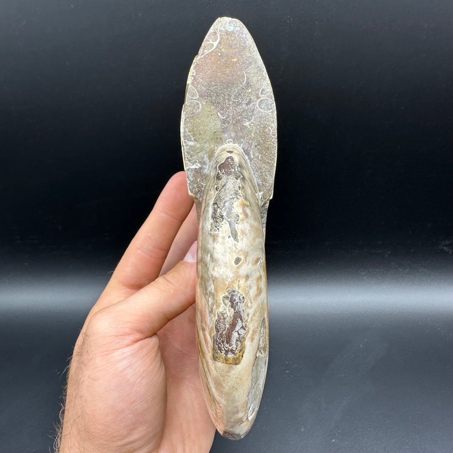 Cleoniceras Ammonite Fossil With Stand - Cretaceous Ammonite Madagascar