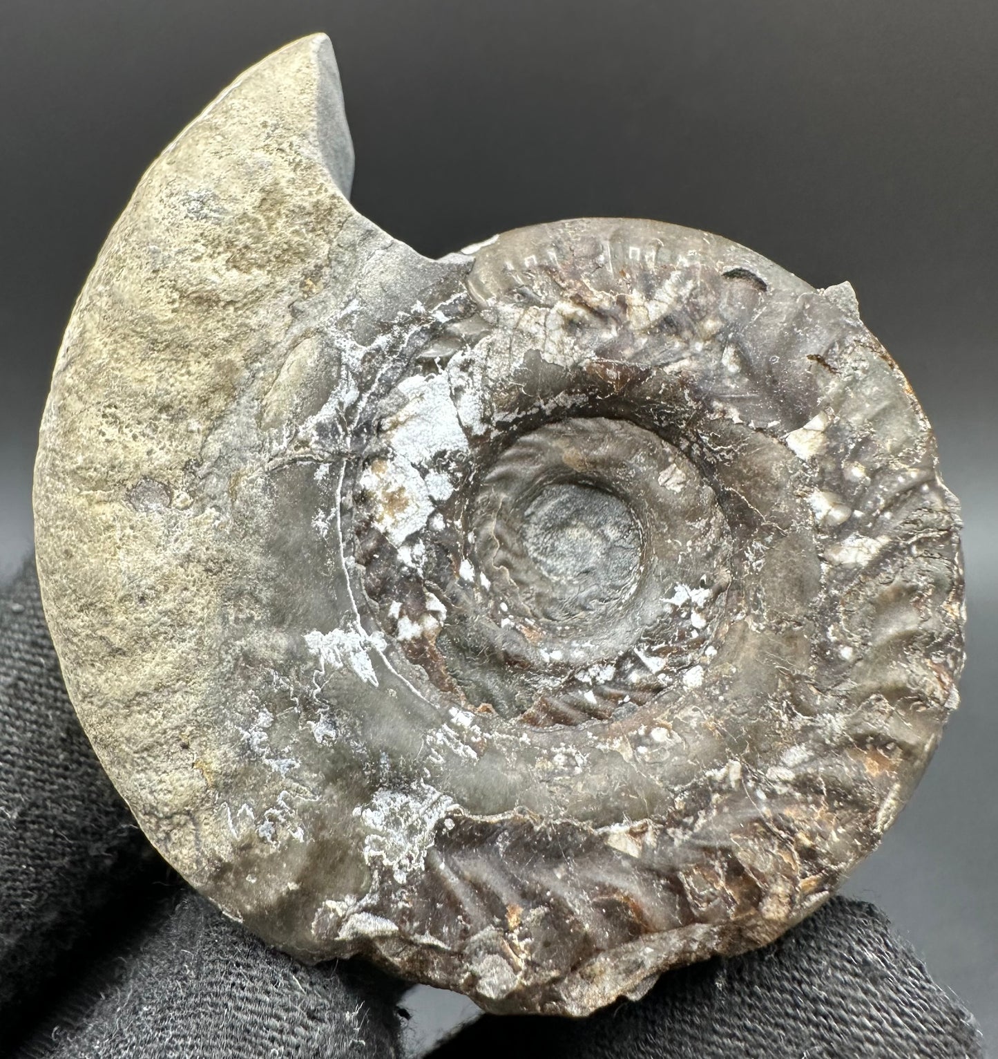 Hildoceras Bifrons Ammonite fossil with box and stand - Whitby, North Yorkshire Jurassic Coast, Yorkshire Fossils from the Jurassic Coast