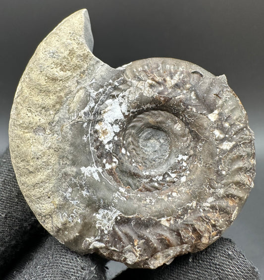 Hildoceras Bifrons Ammonite fossil with box and stand - Whitby, North Yorkshire Jurassic Coast, Yorkshire Fossils from the Jurassic Coast
