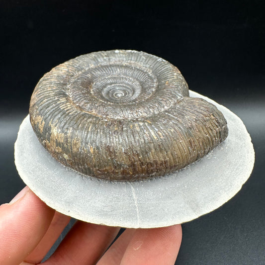 Dactylioceras clevelandicum Ammonite fossil with box and stand - Whitby, North Yorkshire Jurassic Coast