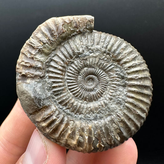 Dactylioceras Ammonite nodule (split pair) Fossil With Box And Stand - Whitby, North Yorkshire Jurassic Coast Yorkshire Fossils