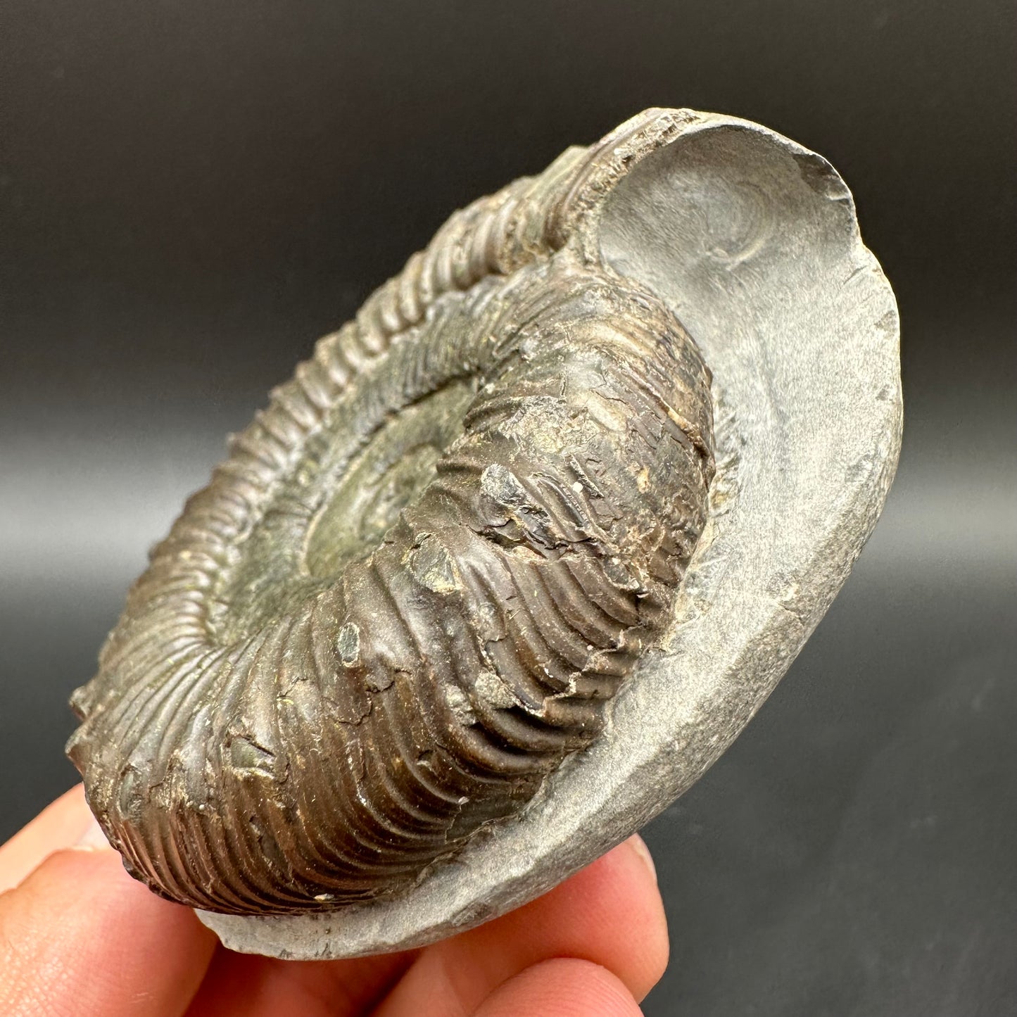 Peronoceras fibulatum Ammonite fossil with box and stand - Whitby, North Yorkshire Jurassic Coast Yorkshire Fossils