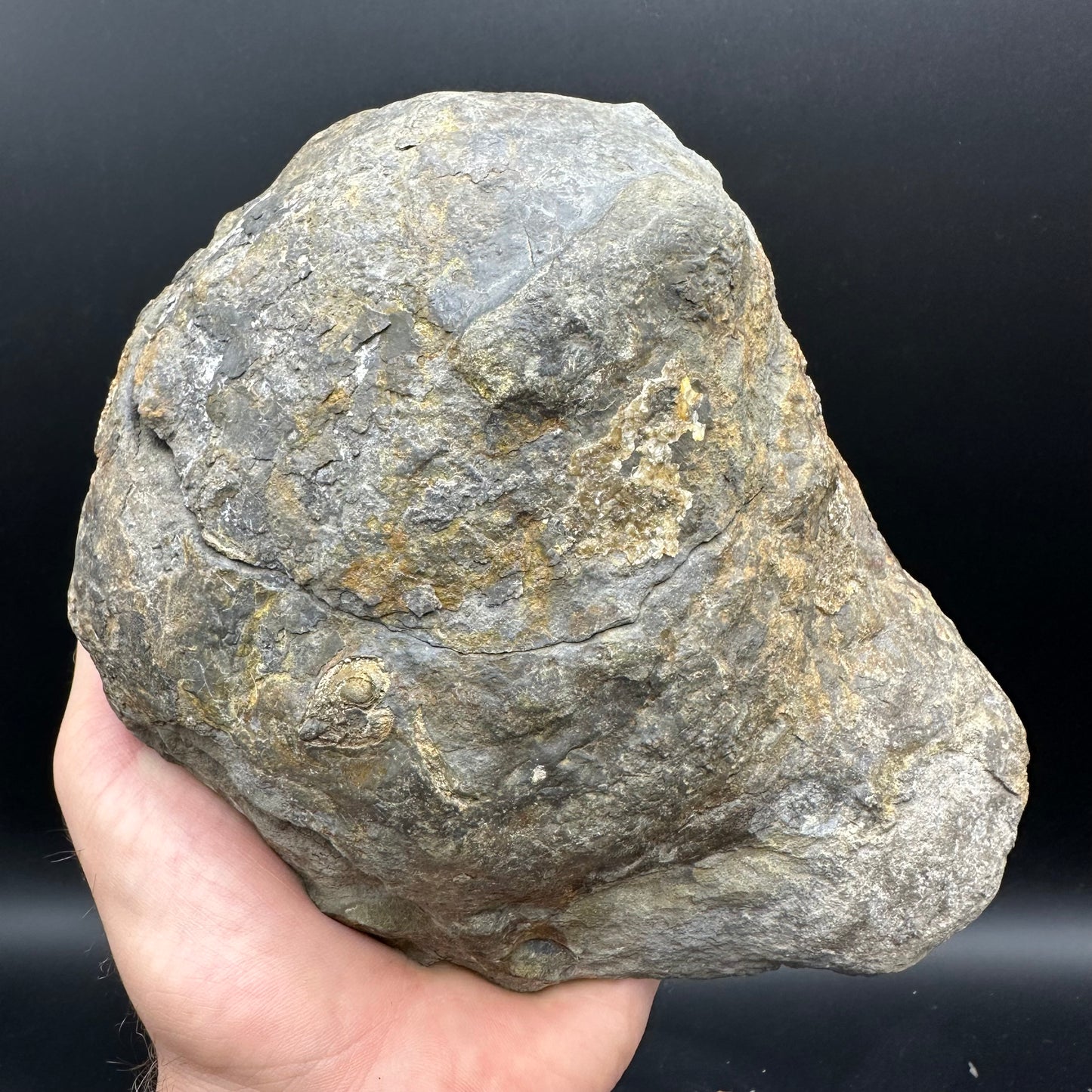 Dactylioceras Ammonite nodule (split pair) Fossil With Stand - Whitby, North Yorkshire Jurassic Coast Yorkshire Fossils