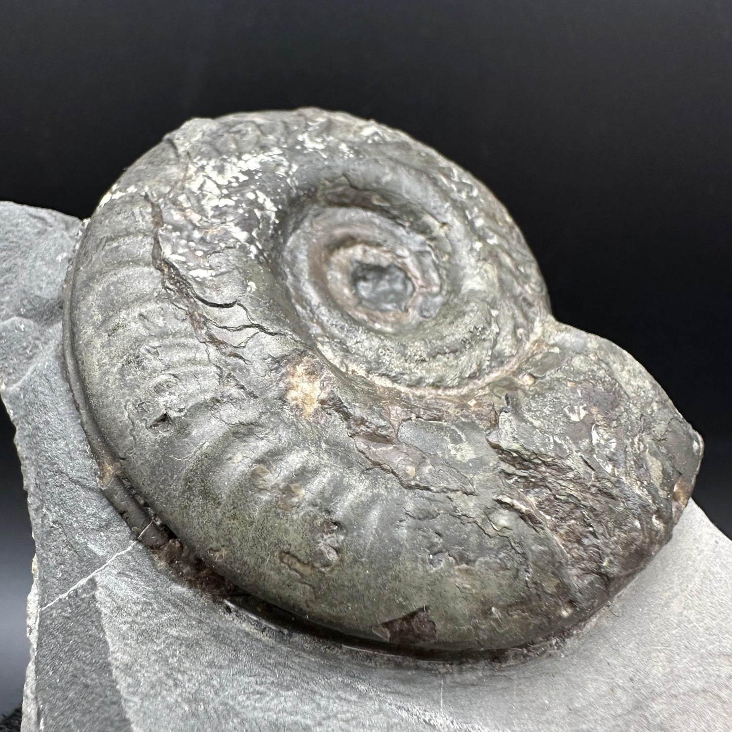 Hildoceras semipolitum Ammonite fossil with box and stand - Whitby, North Yorkshire Jurassic Coast, Yorkshire Fossils from the Jurassic Coast
