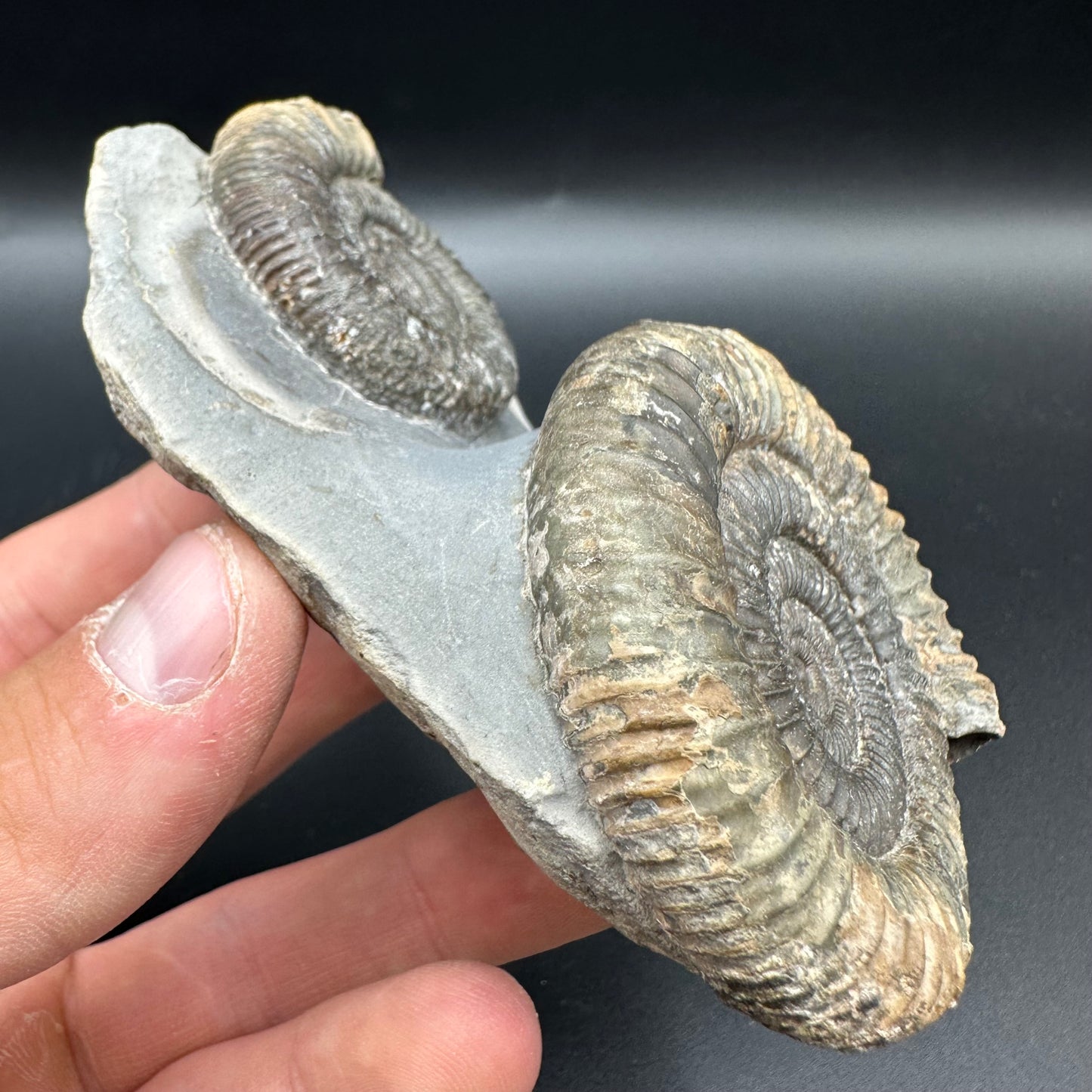 Dactylioceras Multi ammonite fossil with box and stand - Whitby, North Yorkshire Jurassic Coast, Yorkshire Fossils