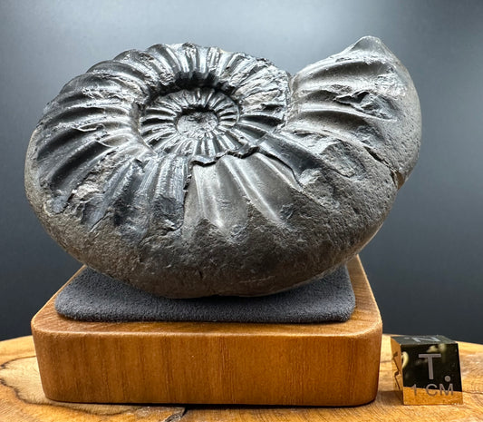 Asteroceras Ammonite fossil with box and stand - Whitby, North Yorkshire Jurassic Coast Yorkshire Fossils