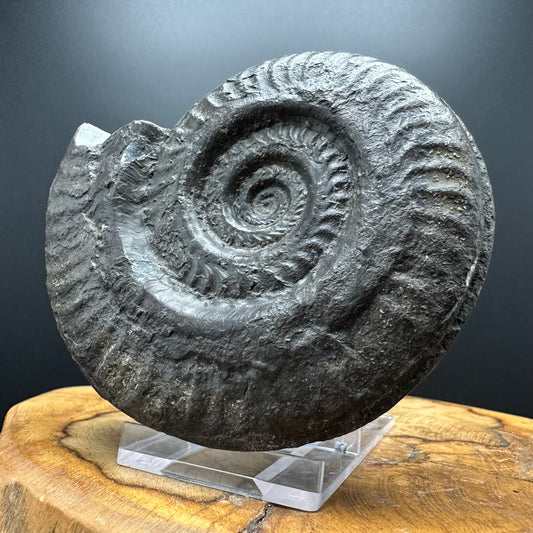 Hildoceras lusitanicum Ammonite fossil with stand - Whitby, North Yorkshire, Jurassic Coast, Yorkshire Fossils from the Jurassic Coast