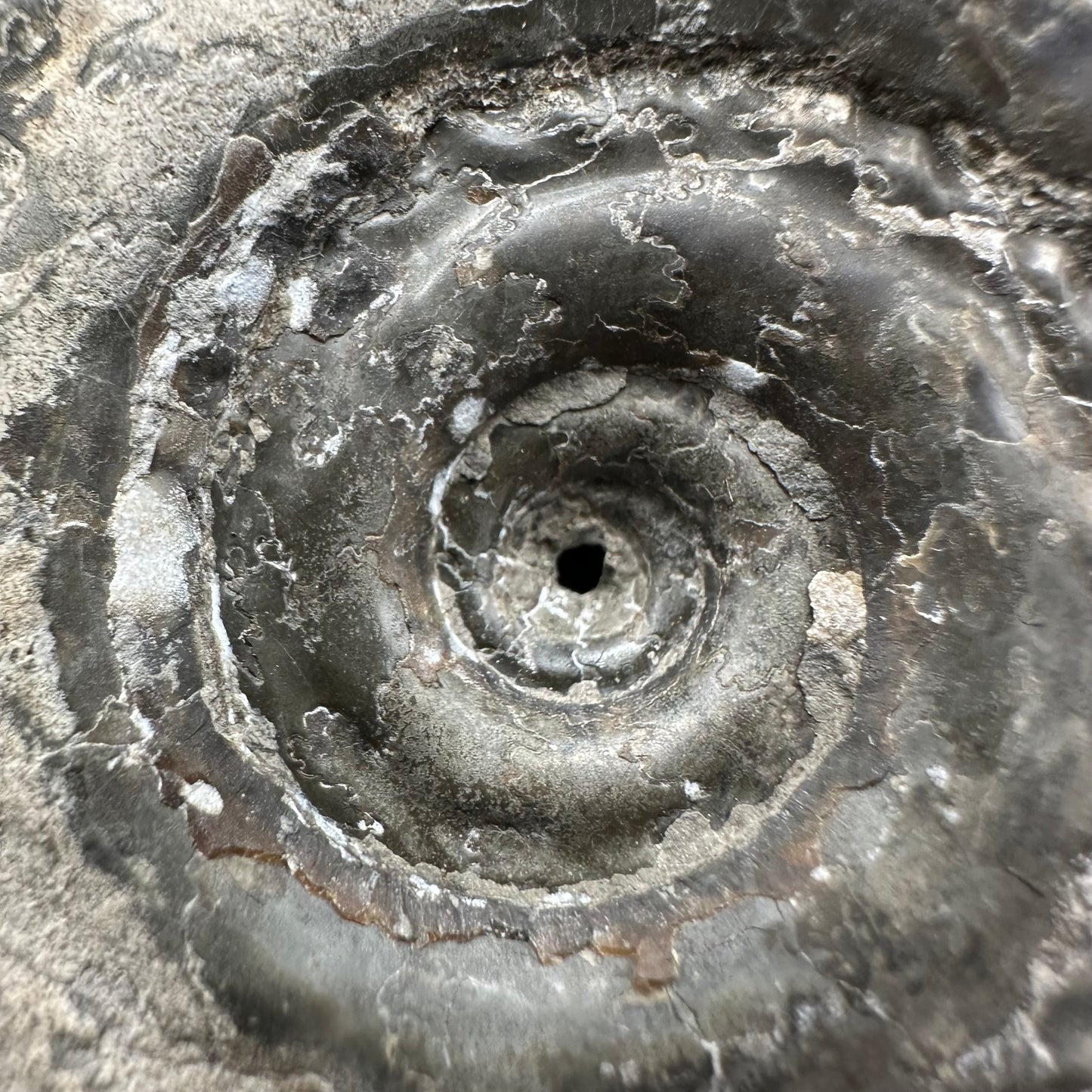 Hildoceras Bifrons Ammonite fossil with box and stand - Whitby, North Yorkshire Jurassic Coast, Yorkshire Fossils from the Jurassic Coast