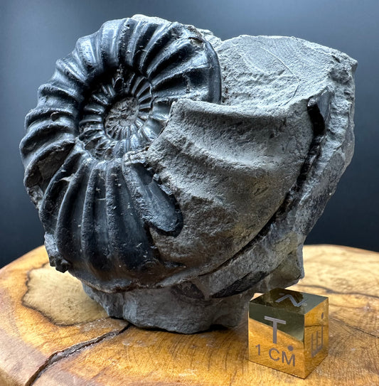 Asteroceras Ammonite fossil with box and stand - Whitby, North Yorkshire Jurassic Coast Yorkshire Fossils