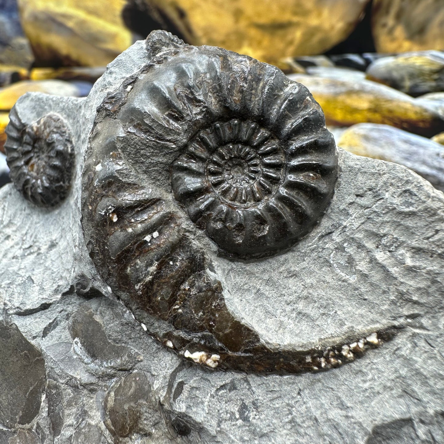 Amaltheus subnodosus ammonite fossil - Whitby, North Yorkshire Jurassic Coast, Yorkshire Fossils