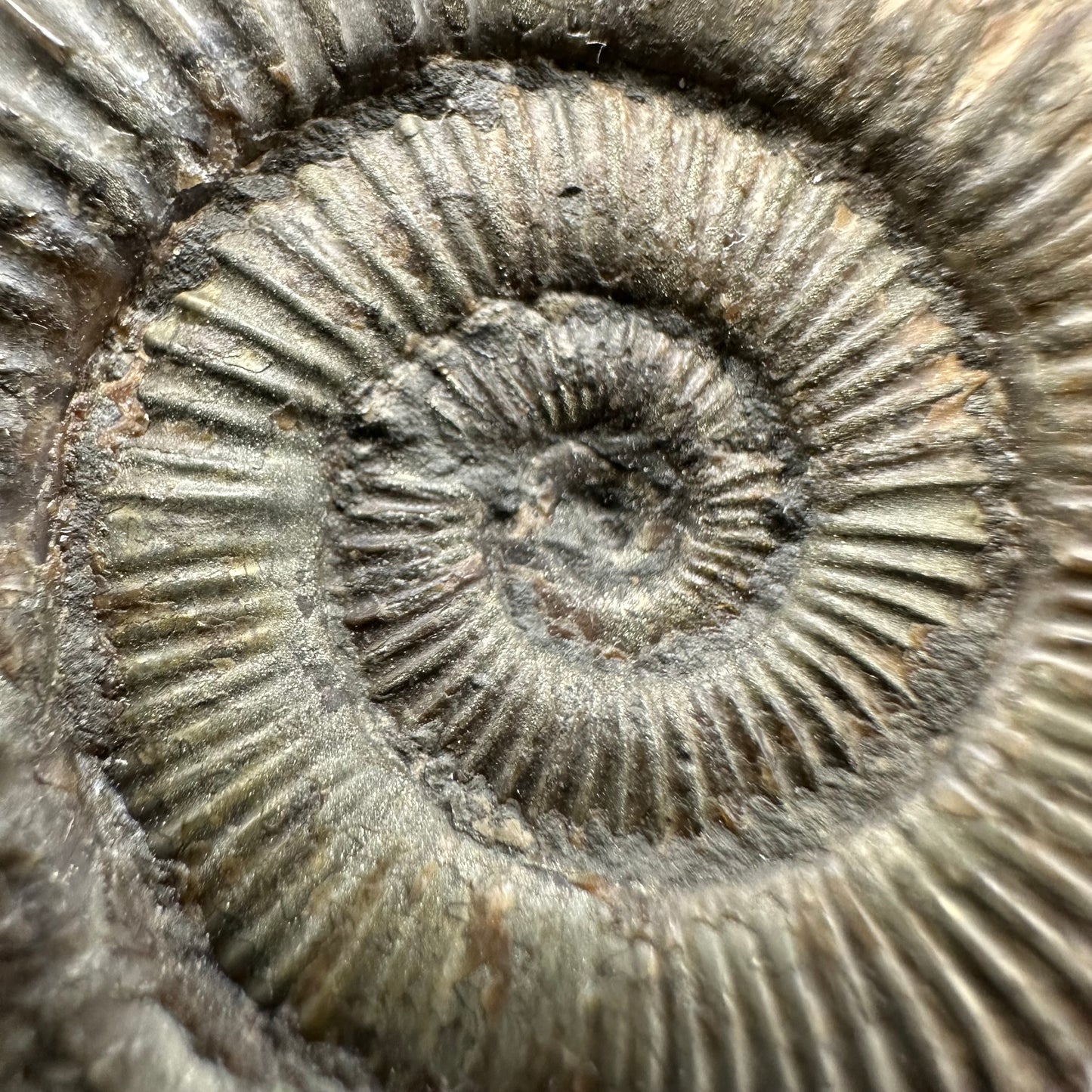 Dactylioceras Ammonite Fossil With Box And Stand - Whitby, North Yorkshire Jurassic Coast Yorkshire Fossils