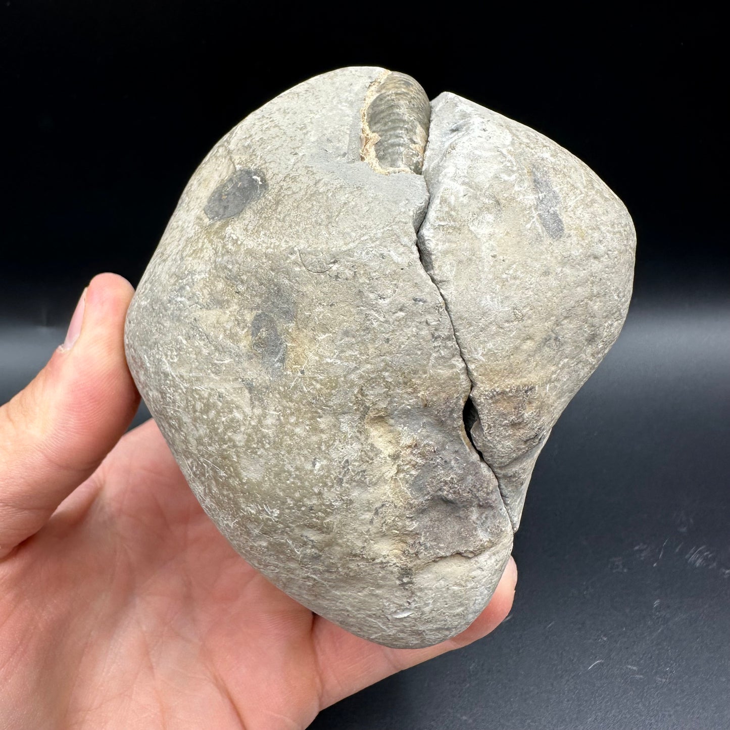 Dactylioceras Ammonite nodule (split pair) Fossil With Stand - Whitby, North Yorkshire Jurassic Coast Yorkshire Fossils