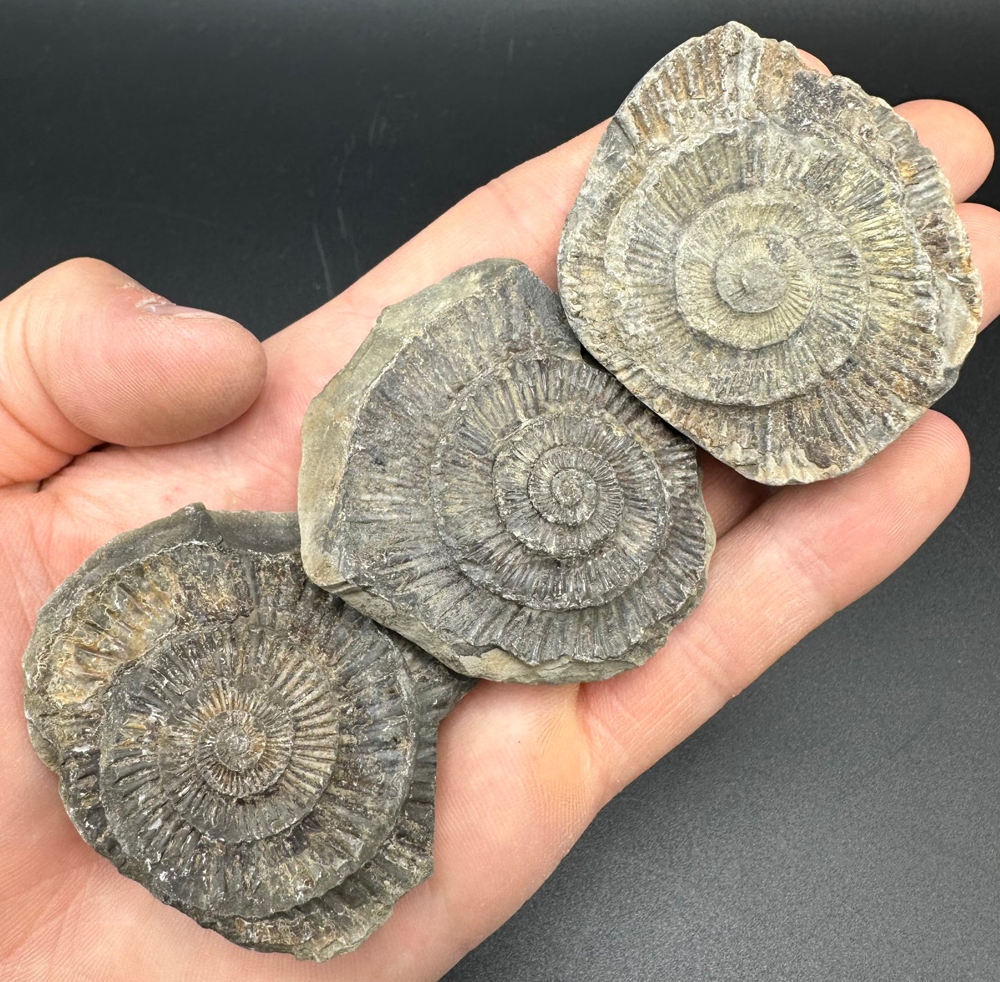 Dactylioceras imprint (negative) bundle ammonite shell fossil with box - Whitby, North Yorkshire, Yorkshire Fossils