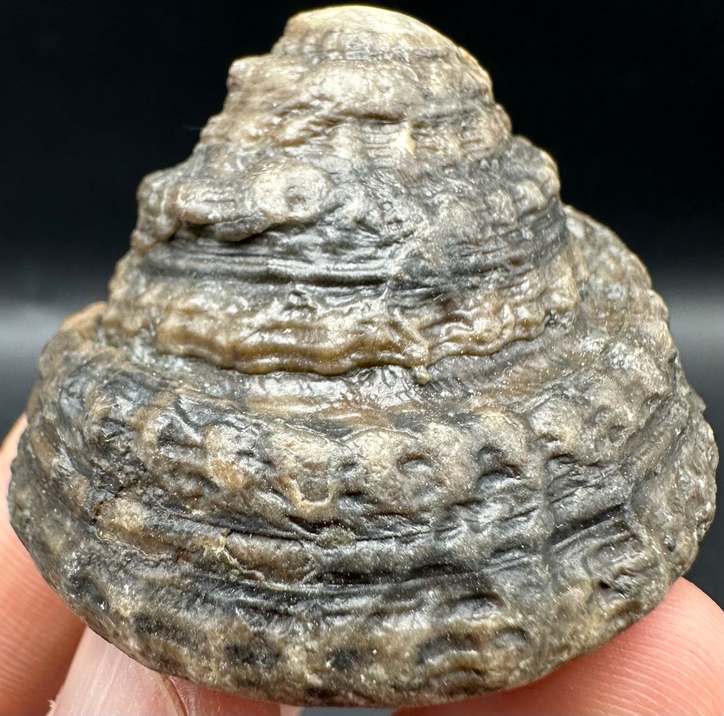 Gastropod Shell Fossil With Box And Stand - Whitby, North Yorkshire, Jurassic Coast, Yorkshire Fossils
