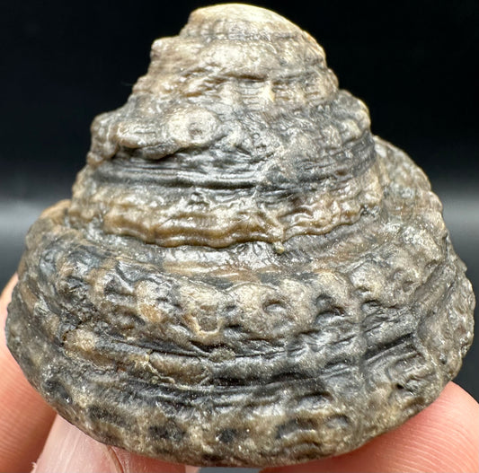 Gastropod Shell Fossil With Box And Stand - Whitby, North Yorkshire, Jurassic Coast, Yorkshire Fossils