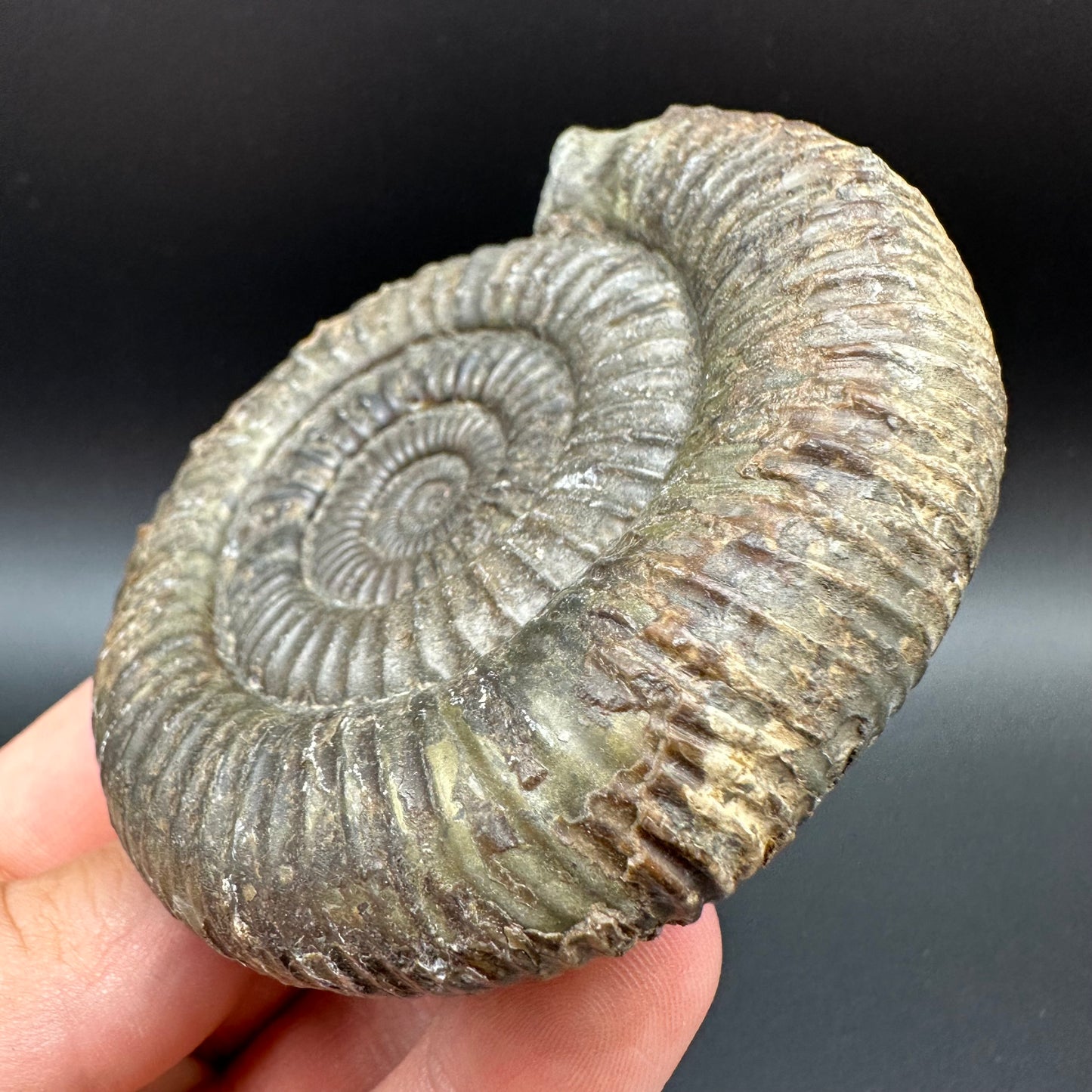 Dactylioceras Ammonite Fossil With Box And Stand - Whitby, North Yorkshire Jurassic Coast Yorkshire Fossils