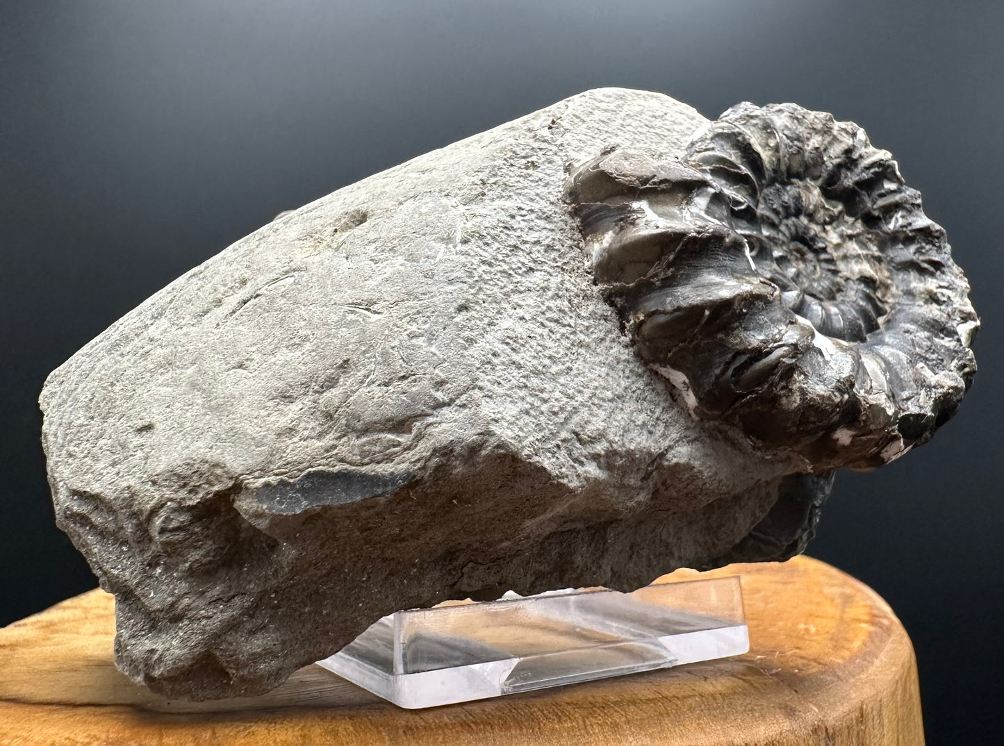 Androgynoceras maculatum ammonite fossil with box and stand - Whitby, North Yorkshire Jurassic Coast Yorkshire Fossils